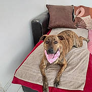 Romi participe au concours pour gagner de l'argent avec cette photo : dog, brindle, bandana, pink, couch, pillow, towel, blanket, indoor, pet, animal, happy, tongue_out, relaxed, furniture, canine, living_room, looking_at_camera, floor, domestic