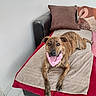 dog, brindle, bandana, pink, couch, pillow, towel, blanket, indoor, pet, animal, happy, tongue_out, relaxed, furniture, canine, living_room, looking_at_camera, floor, domestic