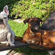 Ilona a rejoint le concours — aidez-le/la à gagner de superbes lots ! dog, french_bulldog, boxer, outdoor, lounge_chair, grass, greenery, sunlight, pets, canine, relaxing, two_dogs, summer, nature, animal, companions, resting, garden, daytime, shade