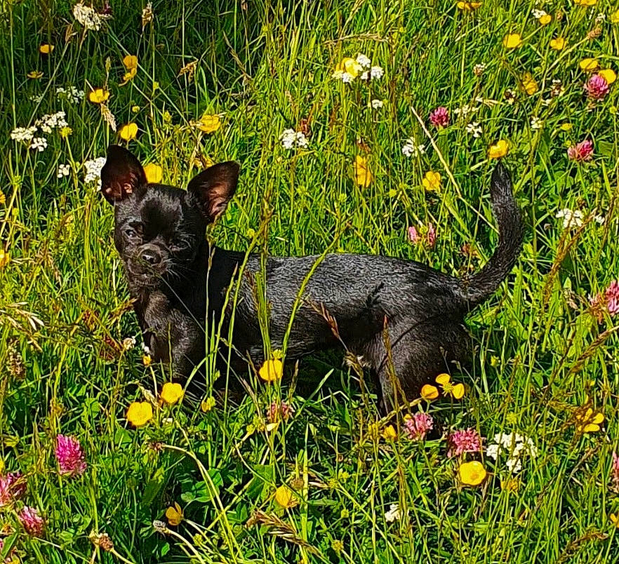 Toby joined the competition — help win amazing prizes! carnivore, dog, dog_breed, field, flower, flowering_plant, grass, grass_family, grassland, groundcover, meadow, natural_landscape, plant, prairie, shrub, spring, terrestrial_animal, terrestrial_plant, vegetation, working_animal