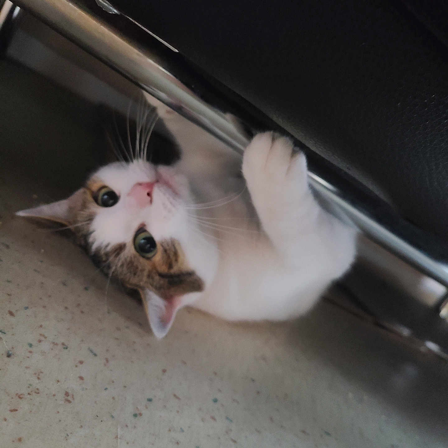 Kiara participe au concours pour gagner de l'argent avec cette photo : abyssinian, animal, cat, hardwood, kitten, manx, pet, siamese, wood