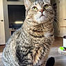 animal, cat, close_up, curious, domestic, door, feline, floor, fur, green_eyes, house, indoor, living_room, pet, shelf, tabby_cat, table, television, whiskers, wood