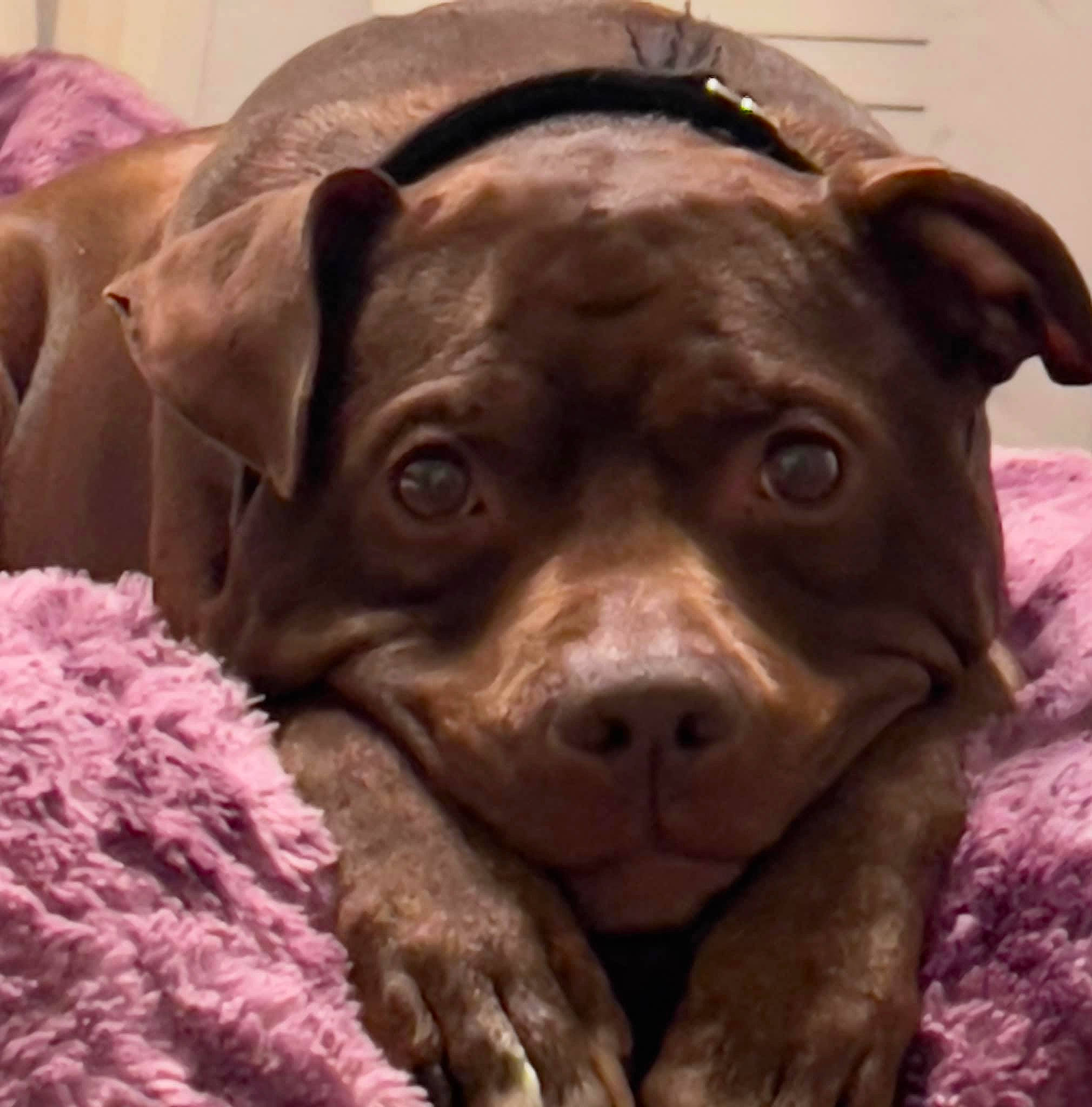 Micco is registered to the contest to win money with this photo: canidae, carnivore, companion_dog, dog, dog_breed, dog_collar, ear, fawn, fur, liver, molosser, non_sporting_group, pet_supply, snout, sporting_group, terrestrial_animal, whiskers, working_animal, wrinkle