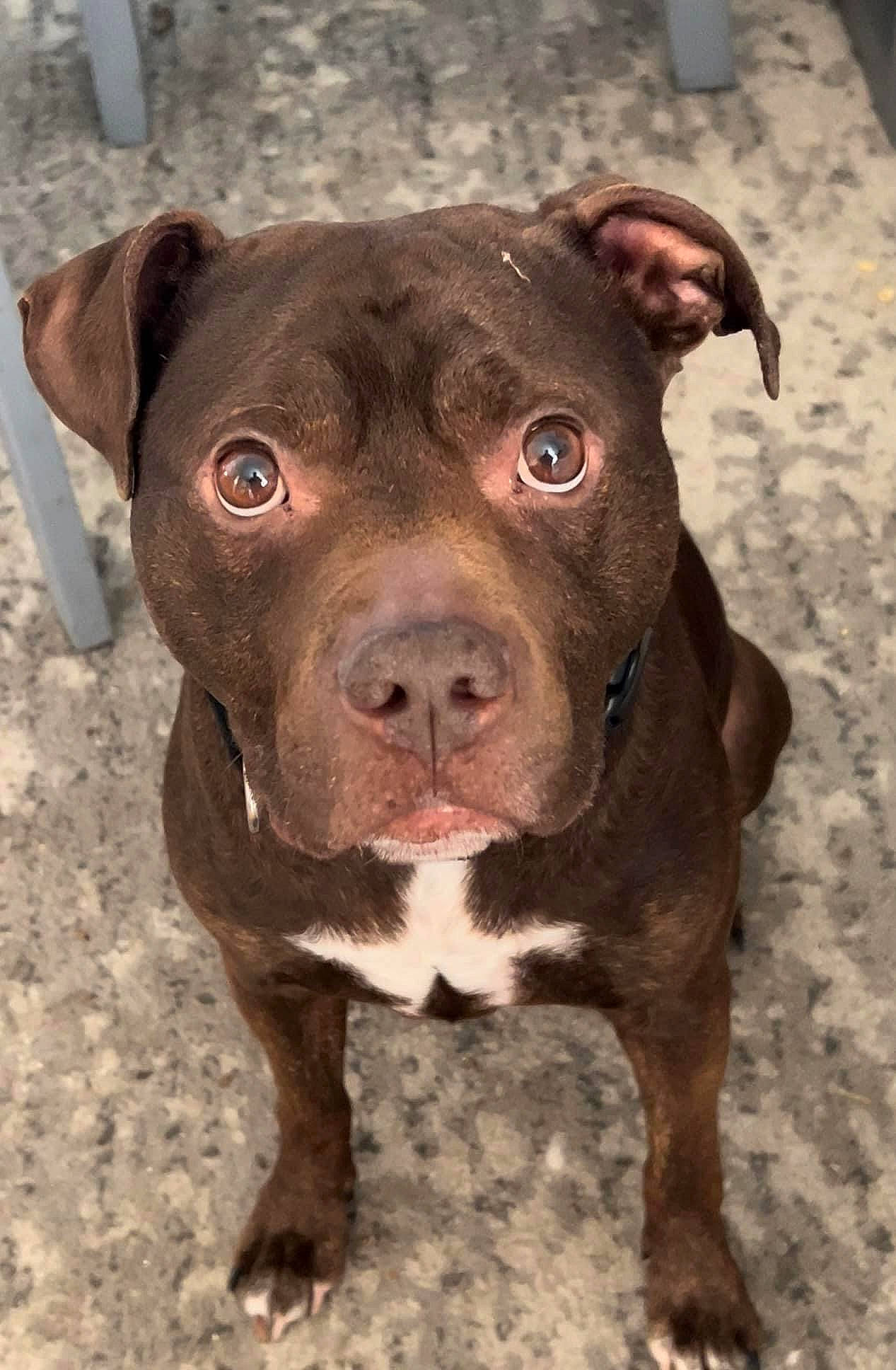 Micco joined the competition — help win amazing prizes! canidae, carnivore, companion_dog, dog, dog_breed, eye, fawn, fur, head, liver, non_sporting_group, snout, sporting_group, terrestrial_animal, whiskers, working_animal