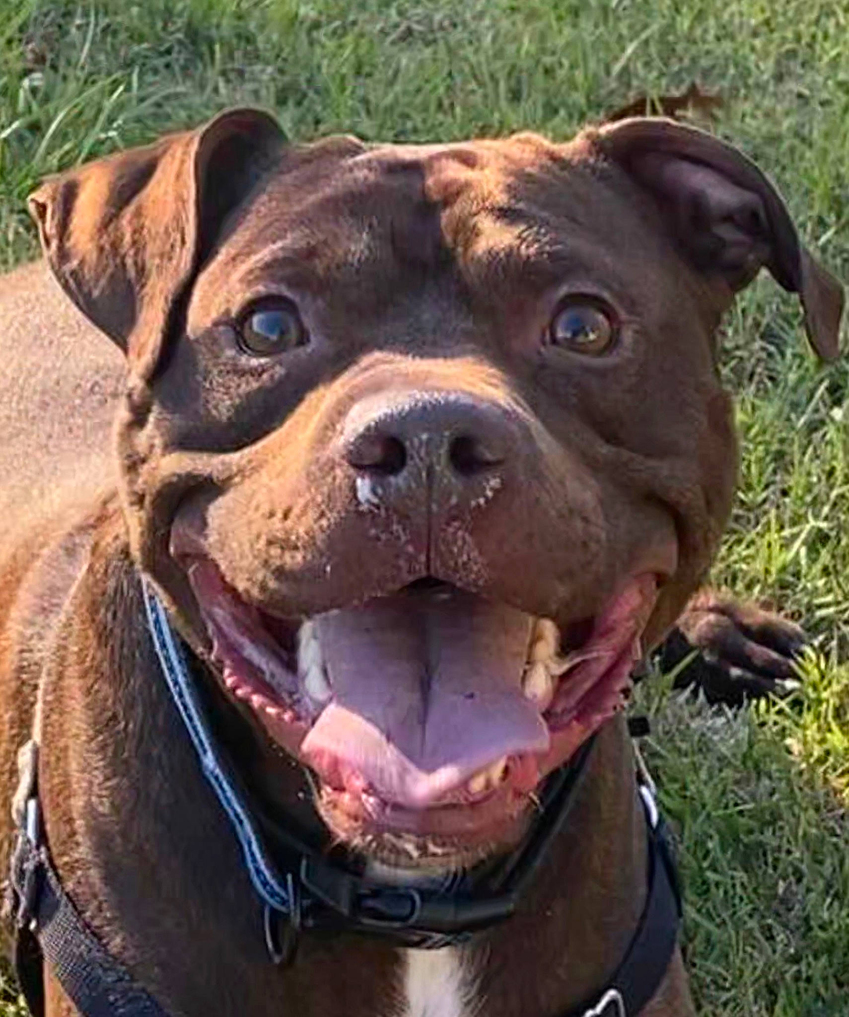 Micco is registered to the contest to win money with this photo: canidae, carnivore, collar, companion_dog, dog, dog_breed, dog_collar, fawn, grass, liver, non_sporting_group, pet_supply, plant, snout, sporting_group, terrestrial_animal, whiskers, working_animal, working_dog, wrinkle