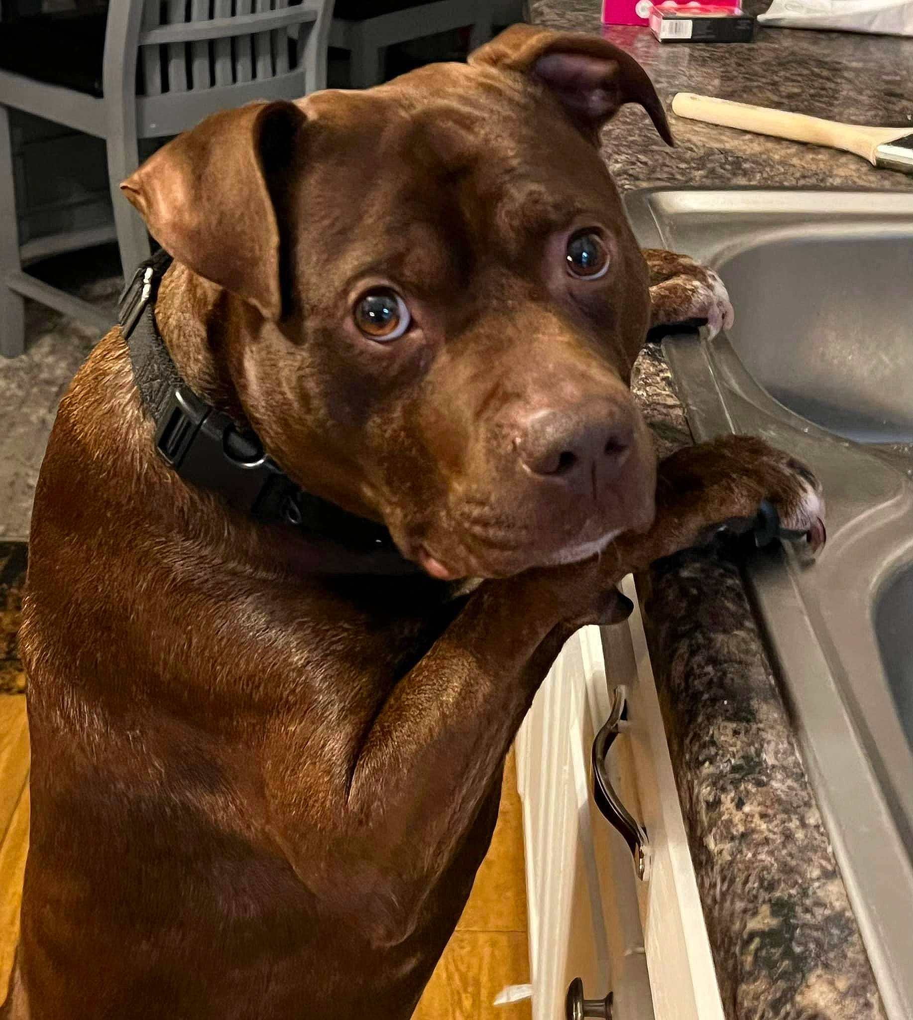 Micco joined the competition — help win amazing prizes! canidae, carnivore, collar, companion_dog, dog, dog_breed, dog_collar, eye, fawn, firefighter, fur, hat, liver, metal, snout, sporting_group, vehicle_door, whiskers, windshield, working_animal