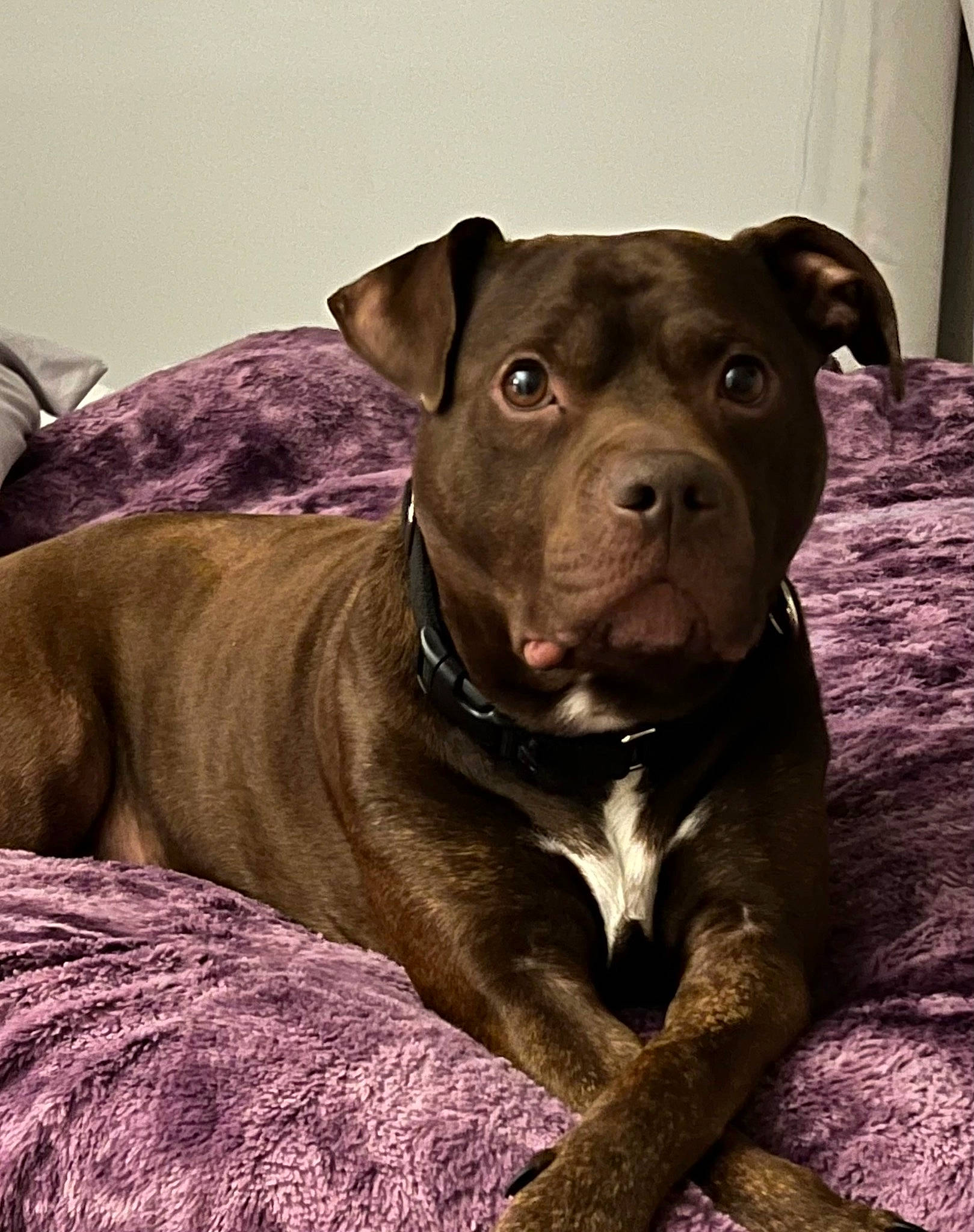 Micco is registered to the contest to win money with this photo: canidae, carnivore, collar, comfort, companion_dog, dog, dog_breed, fawn, fur, liver, natural_material, non_sporting_group, sporting_group, terrestrial_animal, whiskers, working_animal