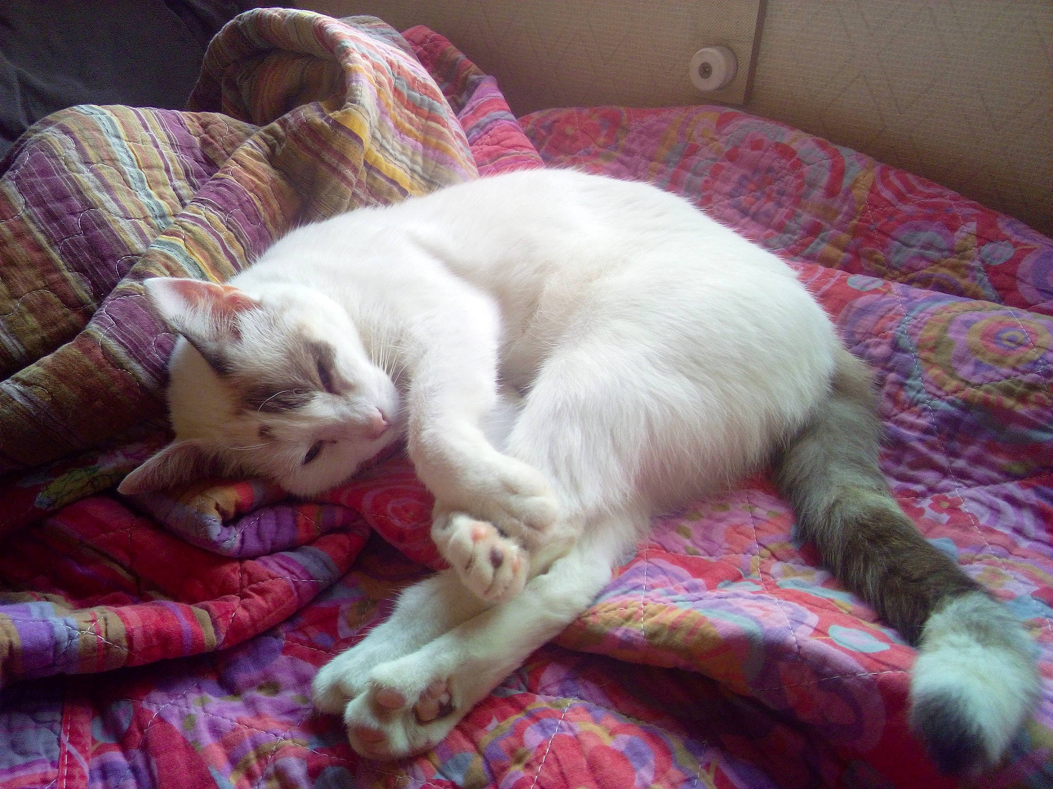 Shakti participe au concours pour gagner de l'argent avec cette photo : canidae, carnivore, cat, claw, comfort, companion_dog, couch, domestic_short_haired_cat, fawn, felidae, fur, linens, nap, paw, plaid, small_to_medium_sized_cats, snout, tail, whiskers