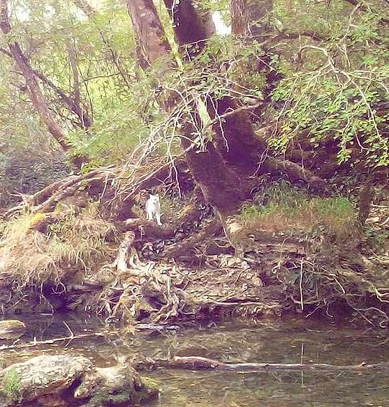 Shakti participe au concours pour gagner de l'argent avec cette photo : bank, branch, ecoregion, fluvial_landforms_of_streams, forest, grass, landscape, natural_landscape, plant, plant_community, riparian_zone, sunlight, terrestrial_plant, tree, trunk, twig, water, wetland, wood, woodland