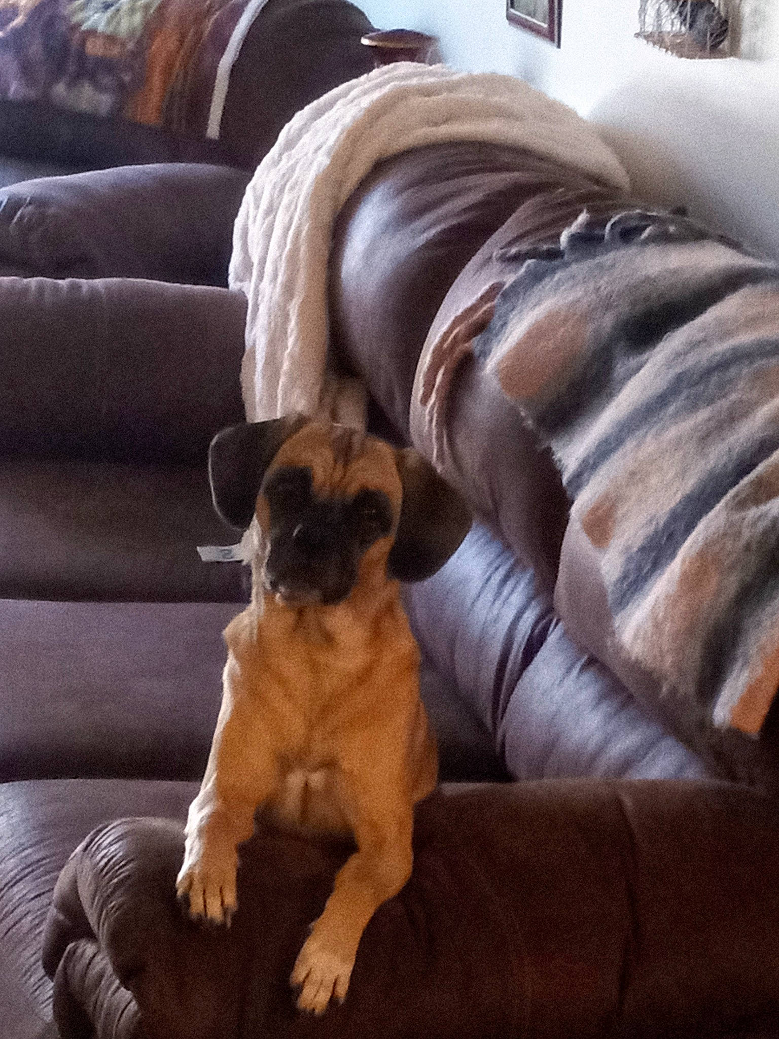 Ally is registered to the contest to win money with this photo: carnivore, comfort, companion_dog, couch, dog, dog_breed, dog_supply, fawn, flooring, hardwood, linens, living_room, paw, room, snout, tints_and_shades, toy_dog, whiskers, wood, working_animal