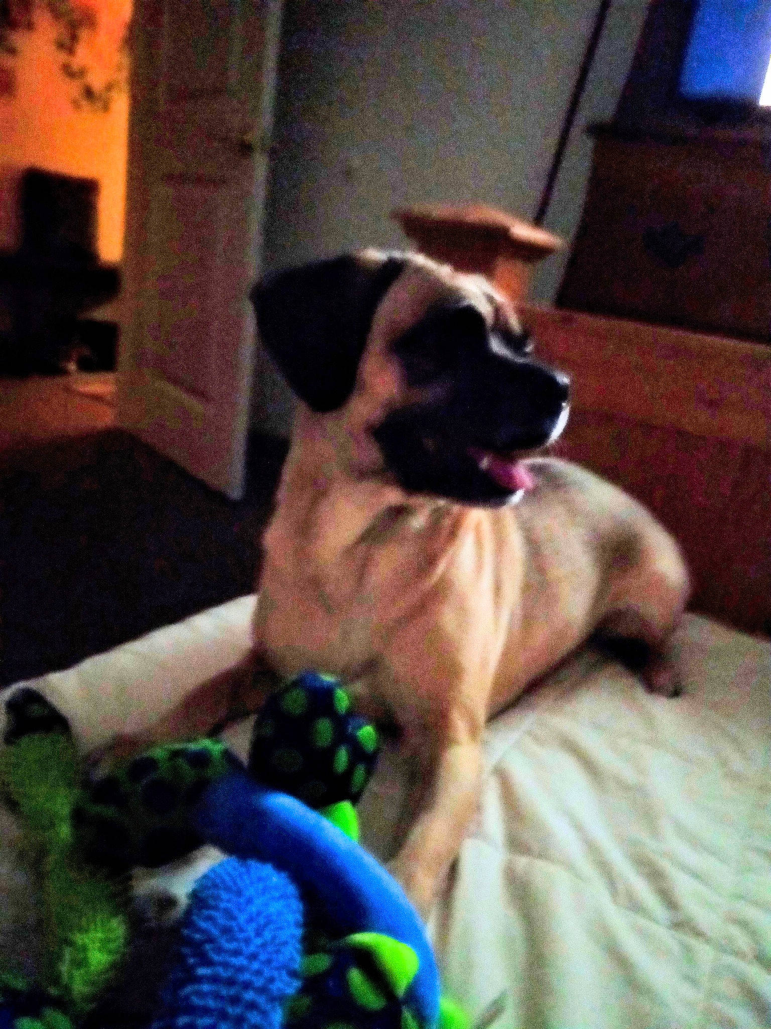 Ally is registered to the contest to win money with this photo: canidae, carnivore, comfort, companion_dog, couch, dog, dog_breed, dog_supply, fawn, flooring, fur, hardwood, mammal, nap, paw, room, sporting_group, tail, toy_dog, working_animal