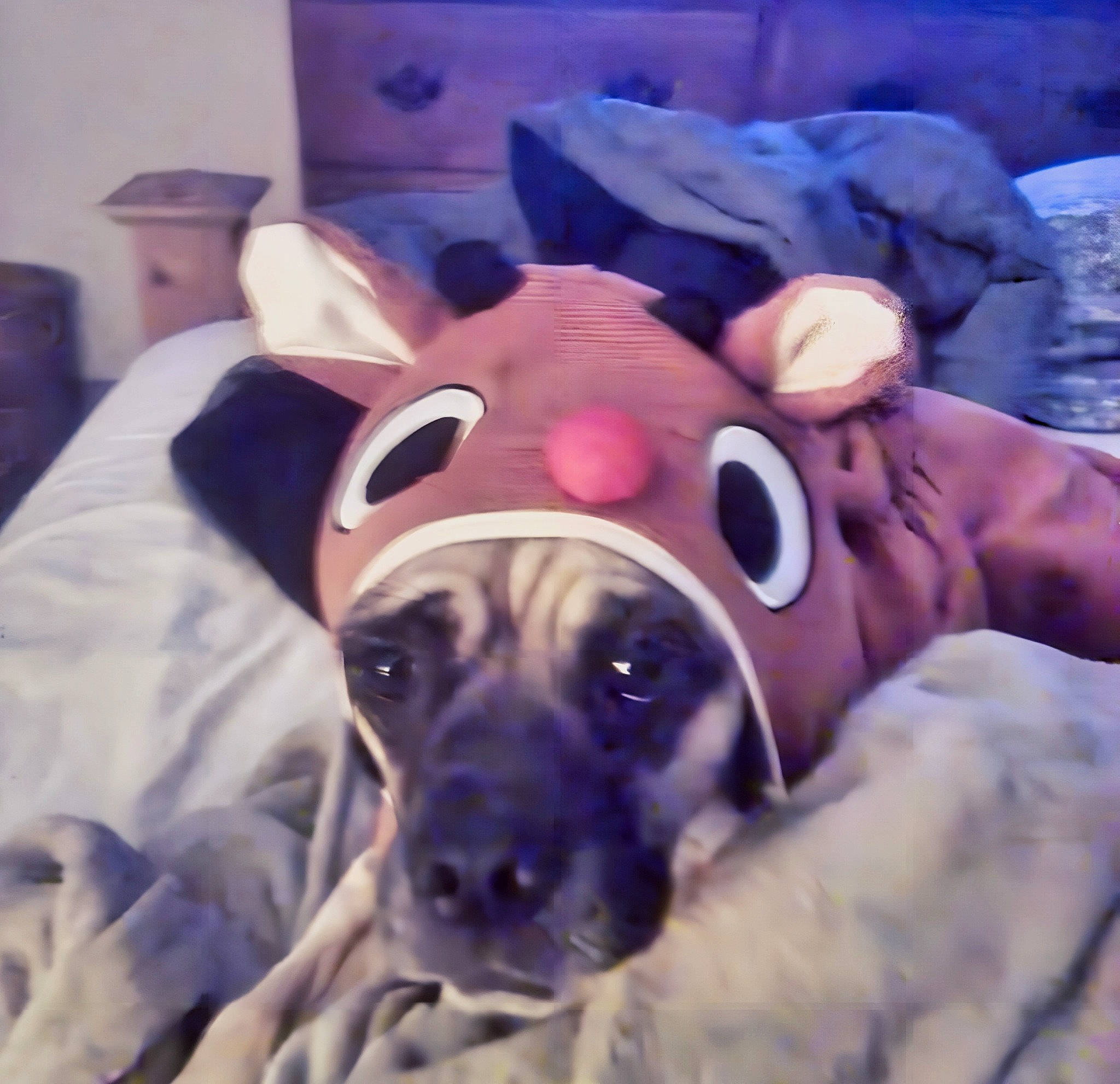 Ally is registered to the contest to win money with this photo: bedding, canidae, carnivore, comfort, companion_dog, dog, dog_breed, eye, fawn, fun, fur, happy, jaw, linens, selfie, sky, snout, sporting_group, whiskers, working_animal