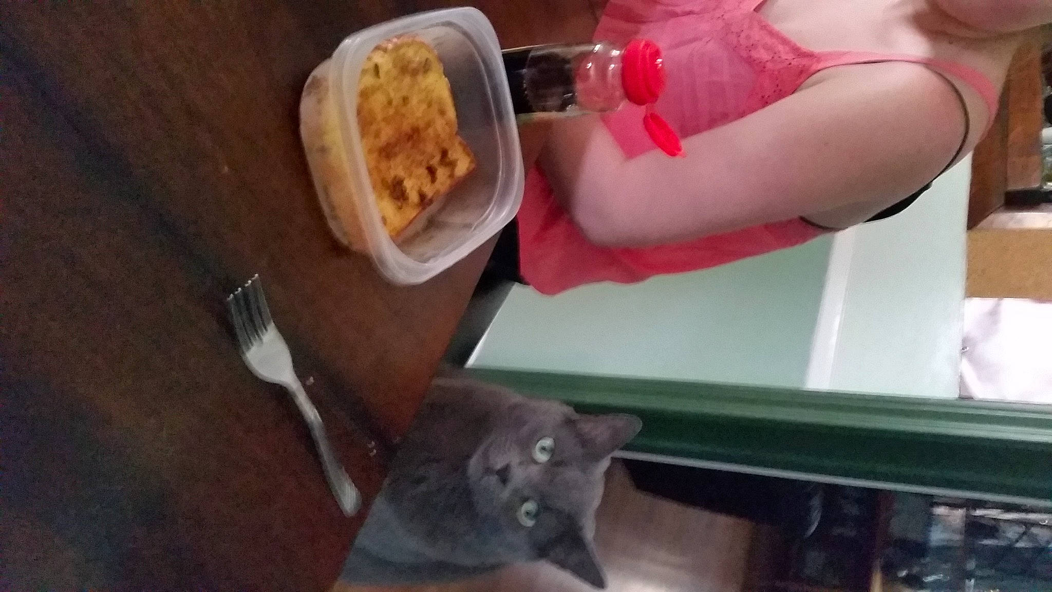 Teddy joined the competition — help win amazing prizes! carnivore, cat, comfort_food, cuisine, dessert, dish, domestic_short_haired_cat, felidae, food, food_craving, ingredient, junk_food, kitchen_utensil, plate, recipe, russian_blue, small_to_medium_sized_cats, staple_food, tableware, whiskers