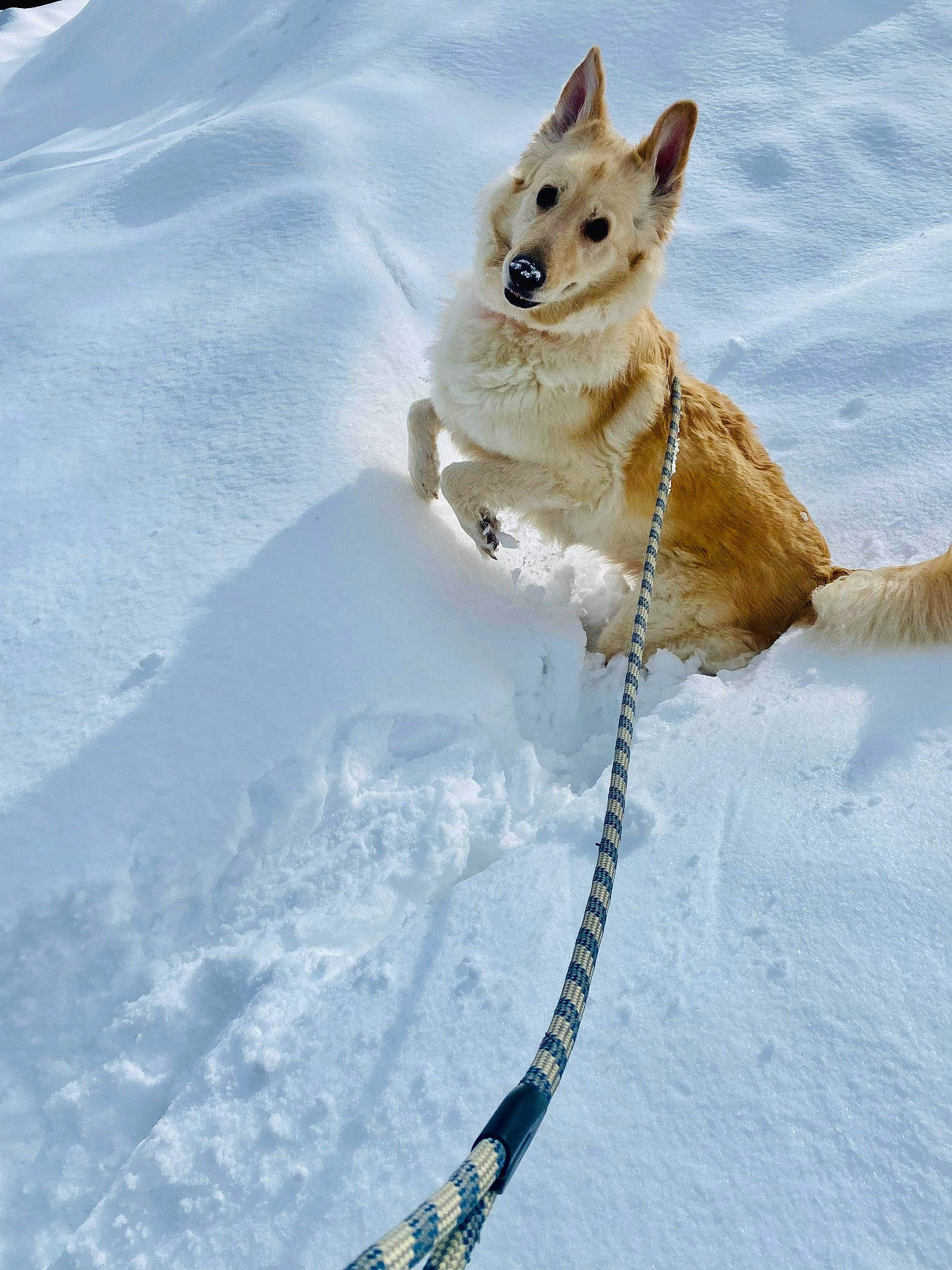 Daisy is registered to the contest to win money with this photo: carnivore, collar, companion_dog, dog, dog_breed, dog_collar, dog_supply, fawn, freezing, fur, ice_cap, leash, pet_supply, recreation, slope, snow, sporting_group, tail, winter, working_animal