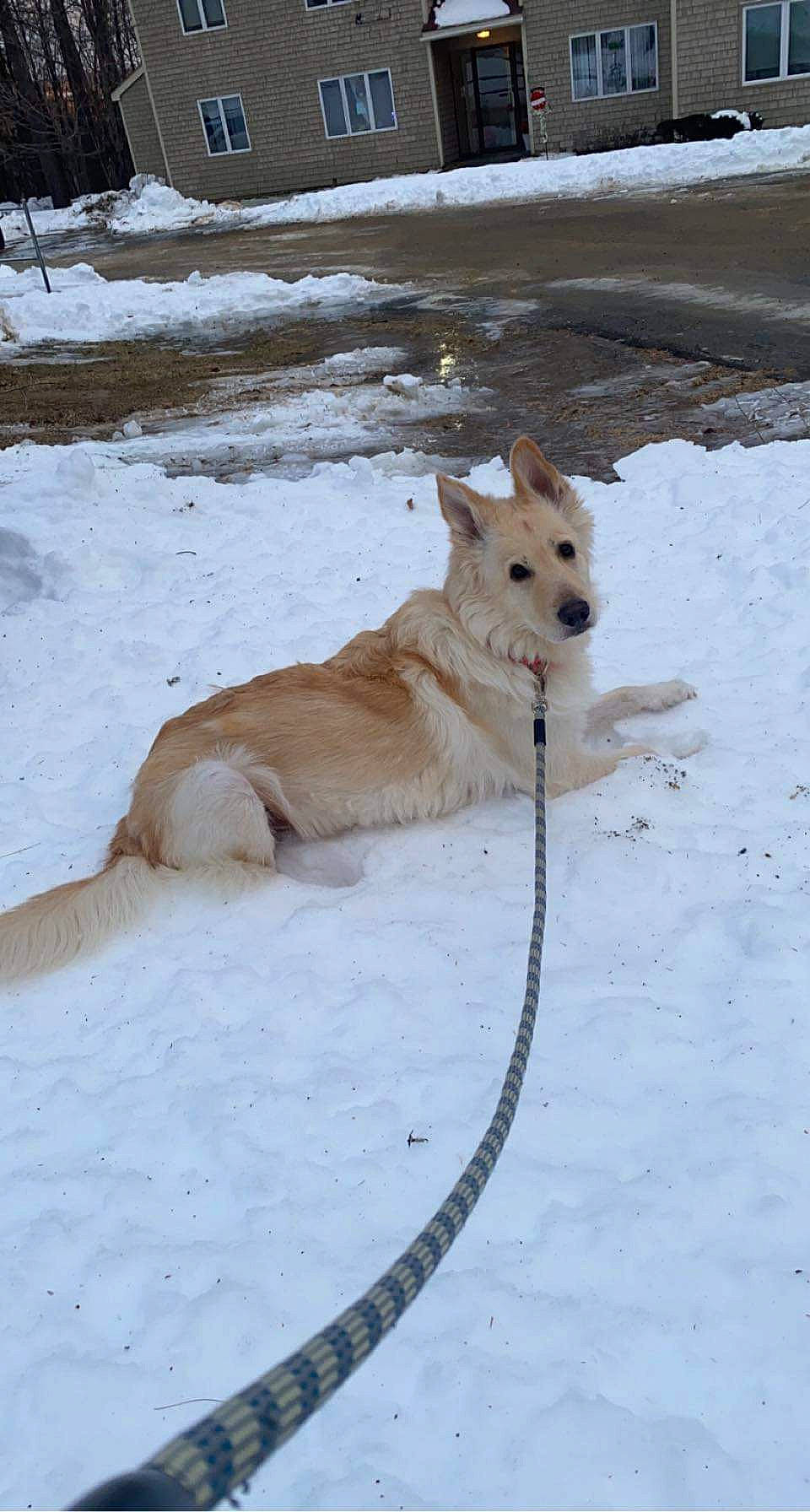 Daisy joined the competition — help win amazing prizes! ancient_dog_breeds, canidae, carnivore, collar, companion_dog, dog, dog_breed, dog_collar, dog_supply, fawn, freezing, non_sporting_group, pet_supply, slope, snout, snow, sporting_group, tail, winter, working_dog