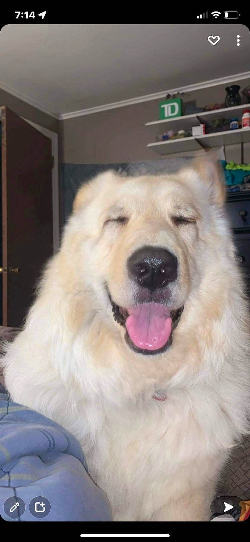 Daisy joined the competition — help win amazing prizes! ancient_dog_breeds, canidae, carnivore, companion_dog, dog, dog_breed, door, fang, fawn, fur, jaw, natural_material, pet_supply, shelf, snout, sporting_group, tibetan_mastiff, whiskers, working_animal, working_dog