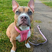 Nala joined the competition — help win amazing prizes! accessories, animal, boxer, bulldog, canine, car, dog, frenchbulldog, grass, lawn, leash, nature, outdoors, pet, pitbull, plant, puppy, strap, transportation, vehicle