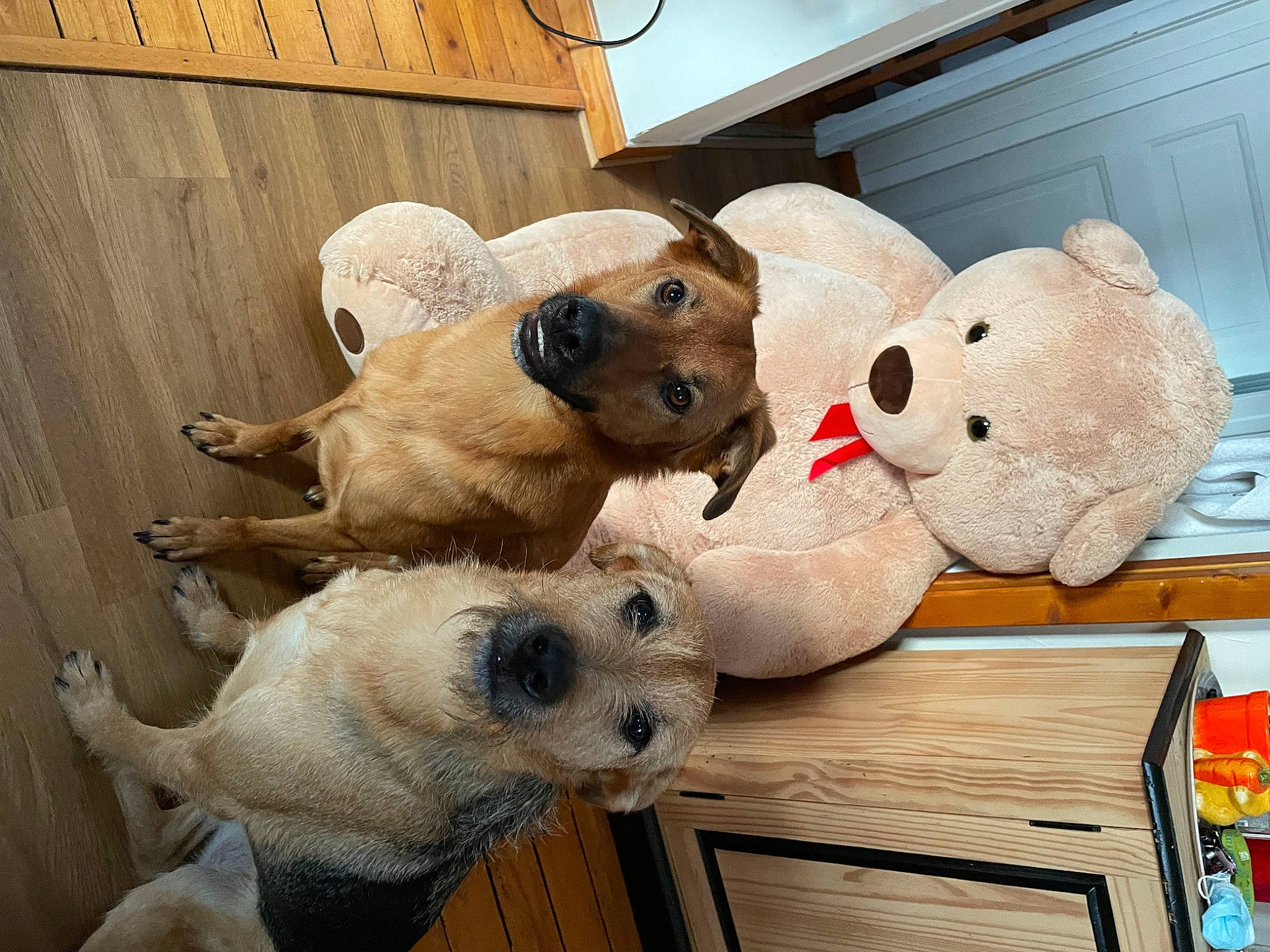 Olympia participe au concours pour gagner de l'argent avec cette photo : baby_toys, canidae, carnivore, comfort, companion_dog, dog, dog_breed, fawn, fur, hardwood, plush, room, snout, sporting_group, stuffed_toy, teddy_bear, terrestrial_animal, toy, wood, working_animal