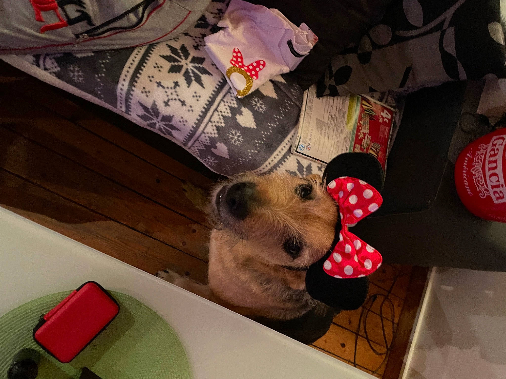 Olympia participe au concours pour gagner de l'argent avec cette photo : canidae, carmine, carnivore, companion_dog, dog, dog_breed, eyewear, fashion_accessory, fawn, flooring, pattern, room, sporting_group, square, stuffed_toy, table, toy, whiskers, wood, working_animal