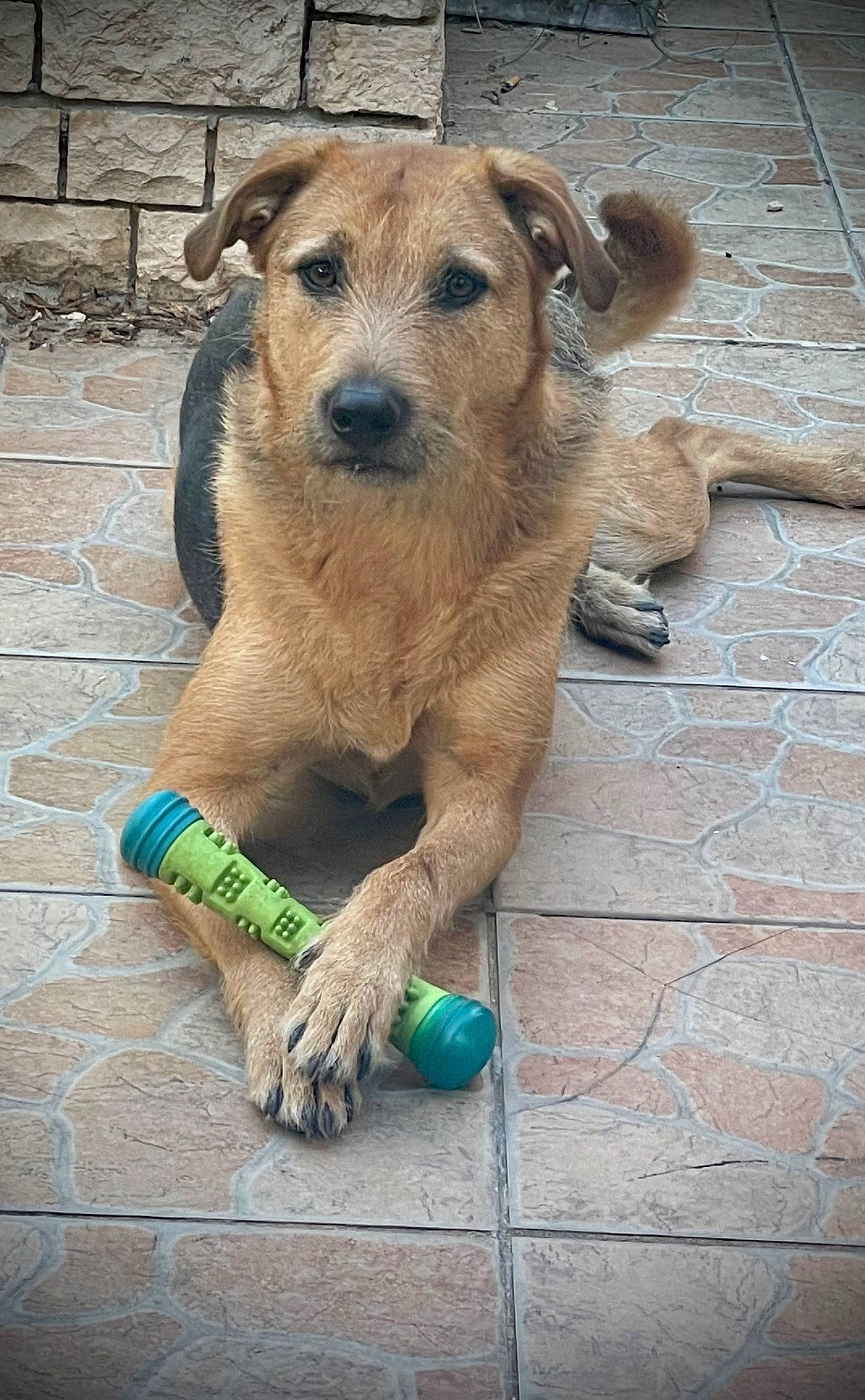 Olympia a rejoint le concours — aidez-le/la à gagner de superbes lots ! brick, brickwork, carnivore, collar, companion_dog, dog, dog_breed, dog_collar, dog_supply, fawn, flooring, fur, pet_supply, snout, sporting_group, tail, terrestrial_animal, whiskers, wood, working_animal