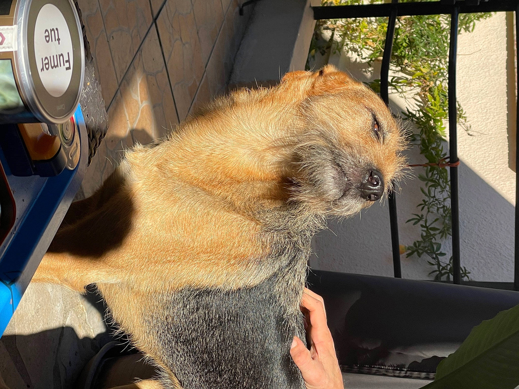 Olympia participe au concours pour gagner de l'argent avec cette photo : automotive_tire, canidae, carnivore, claw, companion_dog, dog_breed, fawn, felidae, fur, gas, gopher, machine, plant, prairie_dog, sporting_group, tail, terrestrial_animal, terrier, whiskers, windshield