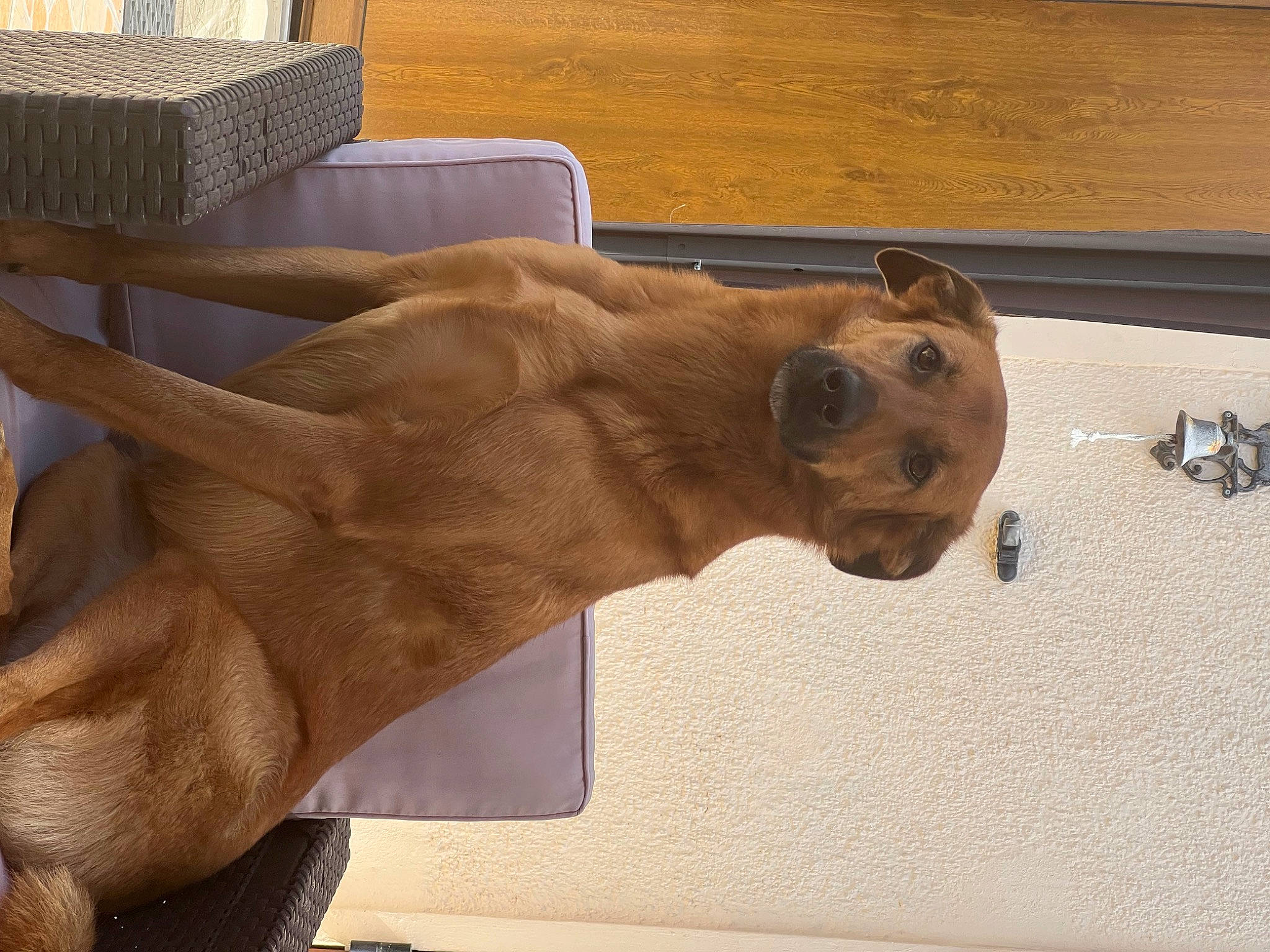 Oxana a rejoint le concours — aidez-le/la à gagner de superbes lots ! big_cats, canidae, carnivore, companion_dog, dog_breed, door, fawn, felidae, fur, hardwood, lion, liver, snout, sporting_group, tail, terrestrial_animal, whiskers, wildlife, wood, working_animal