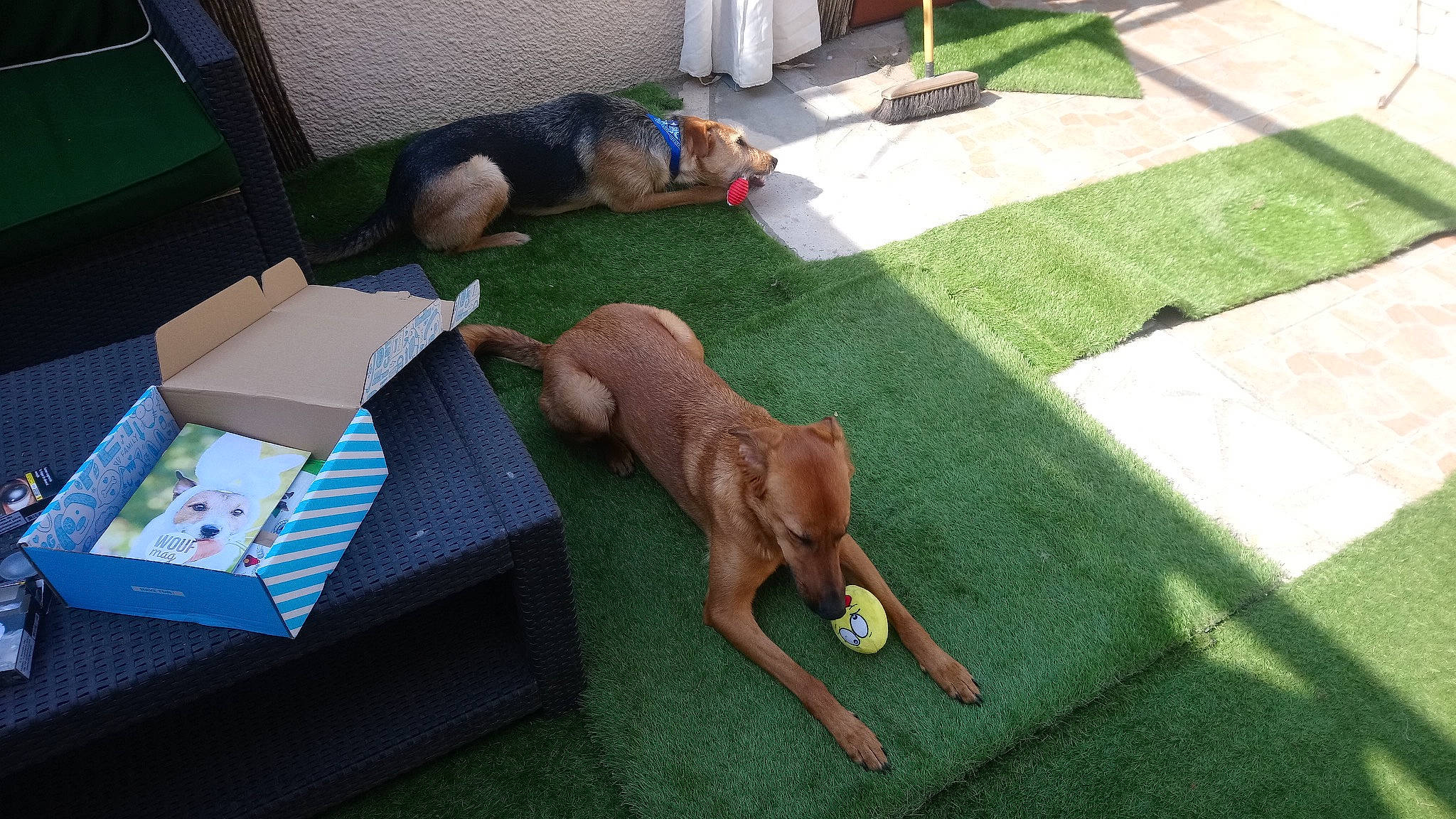 Oxana participe au concours pour gagner de l'argent avec cette photo : canidae, carnivore, chair, comfort, companion_dog, dog, dog_breed, dog_sports, fawn, flooring, grass, lawn, leisure, outdoor_furniture, plant, recreation, sporting_group, tail, toy_dog, working_animal