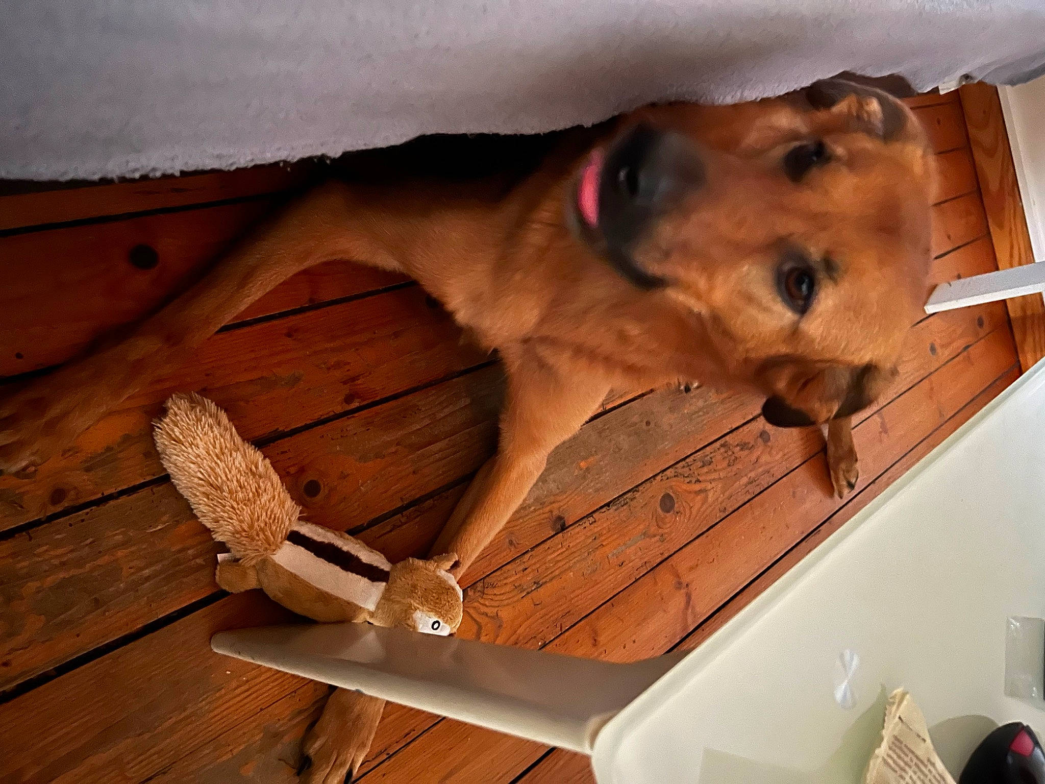 Oxana a rejoint le concours — aidez-le/la à gagner de superbes lots ! brown, canidae, carnivore, companion_dog, dog, dog_breed, fawn, fur, hardwood, lion, liver, metal, plank, plywood, sporting_group, varnish, vehicle_door, wood, wood_stain, working_animal