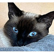 Kai joined the competition — help win amazing prizes! cat, siamese, blue_eyes, close_up, pet, animal, fur, whiskers, ears, face, looking, resting, cute, feline, domestic, indoor, portrait, soft, gray_blanket, curious