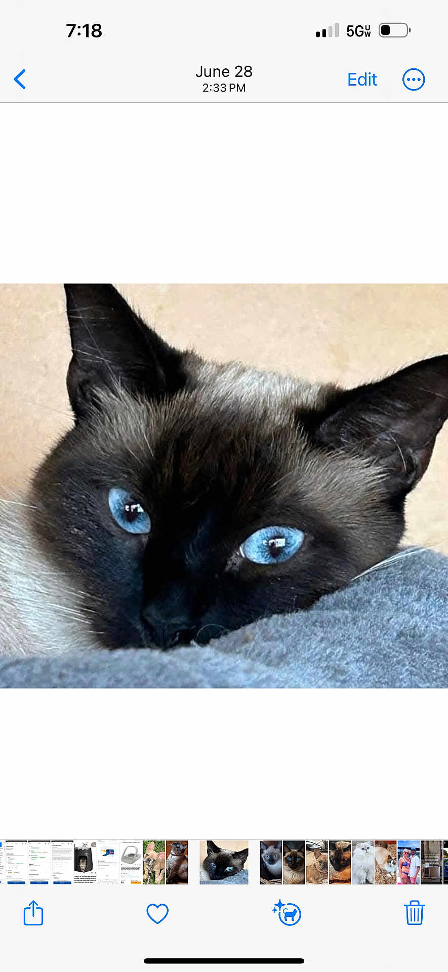Kai joined the competition — help win amazing prizes! cat, siamese, blue_eyes, close_up, pet, animal, fur, whiskers, ears, face, looking, resting, cute, feline, domestic, indoor, portrait, soft, gray_blanket, curious