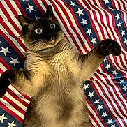 Kaico is registered to the contest to win money with this photo: cat, siamese, wide_eyes, fur, paw, blanket, american_flag, stars, stripes, indoor, pet, animal, cute, playful, lying_down, mammal, fur_pattern, whiskers, expression, raised_paws