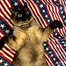 cat, siamese, wide_eyes, fur, paw, blanket, american_flag, stars, stripes, indoor, pet, animal, cute, playful, lying_down, mammal, fur_pattern, whiskers, expression, raised_paws