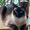 Kaico is registered to the contest to win money with this photo: cat, siamese_cat, blue_eyes, fur, whiskers, table, wood, plant, pot, indoor, decor, relaxed, animal, pet, feline, closeup, resting, natural_light, houseplant, cozy
