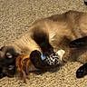 Kaico is registered to the contest to win money with this photo: cat, siamese, toy, carpet, playing, animal, pet, feline, claws, paw, fur, whiskers, indoor, cute, brown, black, feathers, leopard_print, lying, wide_eyes
