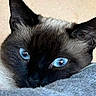 cat, siamese_cat, blue_eyes, close_up, fur, pet, animal, whiskers, ears, face, resting, cozy, soft_texture, indoor, cute, curious, portrait, feline, domestic_cat, relaxed