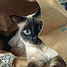 cat, siamese_cat, blue_eyes, paper_bag, curious, pet, feline, whiskers, indoor, close_up, playful, animal, cute, fur, face, ears, paws, domestic_cat, looking, mischievous