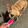 dog, french_bulldog, pet, playful, toy, brush, carpet, indoor, animal, canine, ears, mouth, human_hand, grip, brown_fur, close_up, fur, chewing, cute, attention