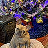 dog, french_bulldog, puppy, christmas_tree, holiday, lights, ornaments, decorations, fluffy_bed, indoor, pet, cute, animal, brown_dog, wood_floor, wicker_basket, festive, cozy, home, christmas