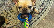 Charlotte is registered to the contest to win money with this photo: dog, french_bulldog, toy, rope_toy, playing, indoor, rug, food_bowl, pet, animal, cute, tug_of_war, floor, paws, chewing, brown_dog, canine, household, fun, pet_toy