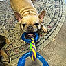 dog, french_bulldog, toy, rope_toy, playing, indoor, rug, food_bowl, pet, animal, cute, tug_of_war, floor, paws, chewing, brown_dog, canine, household, fun, pet_toy