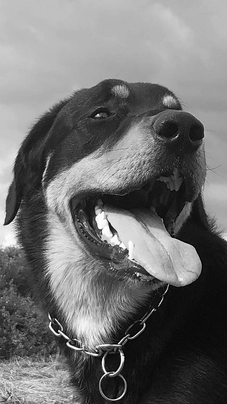 Koda a rejoint le concours — aidez-le/la à gagner de superbes lots ! canidae, carnivore, collar, companion_dog, dog, dog_breed, dog_collar, fang, fur, happy, jaw, jewellery, monochrome_photography, smile, snout, sporting_group, terrestrial_animal, whiskers, working_animal, yawn