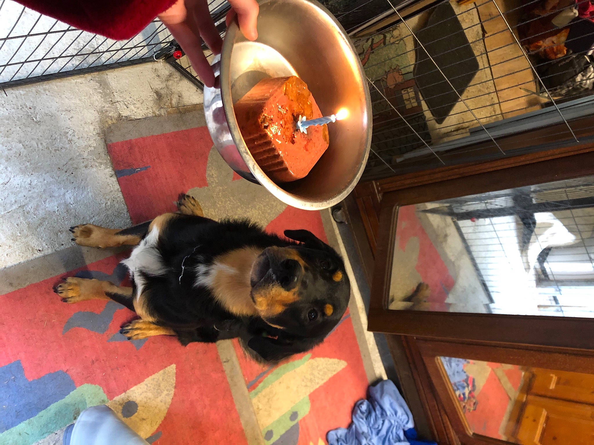 Koda a rejoint le concours — aidez-le/la à gagner de superbes lots ! audio_equipment, carnivore, comfort, companion_dog, dog, dog_breed, dog_supply, flooring, fun, guard_dog, hat, mechanical_fan, metal, room, toy_dog, wood, working_animal