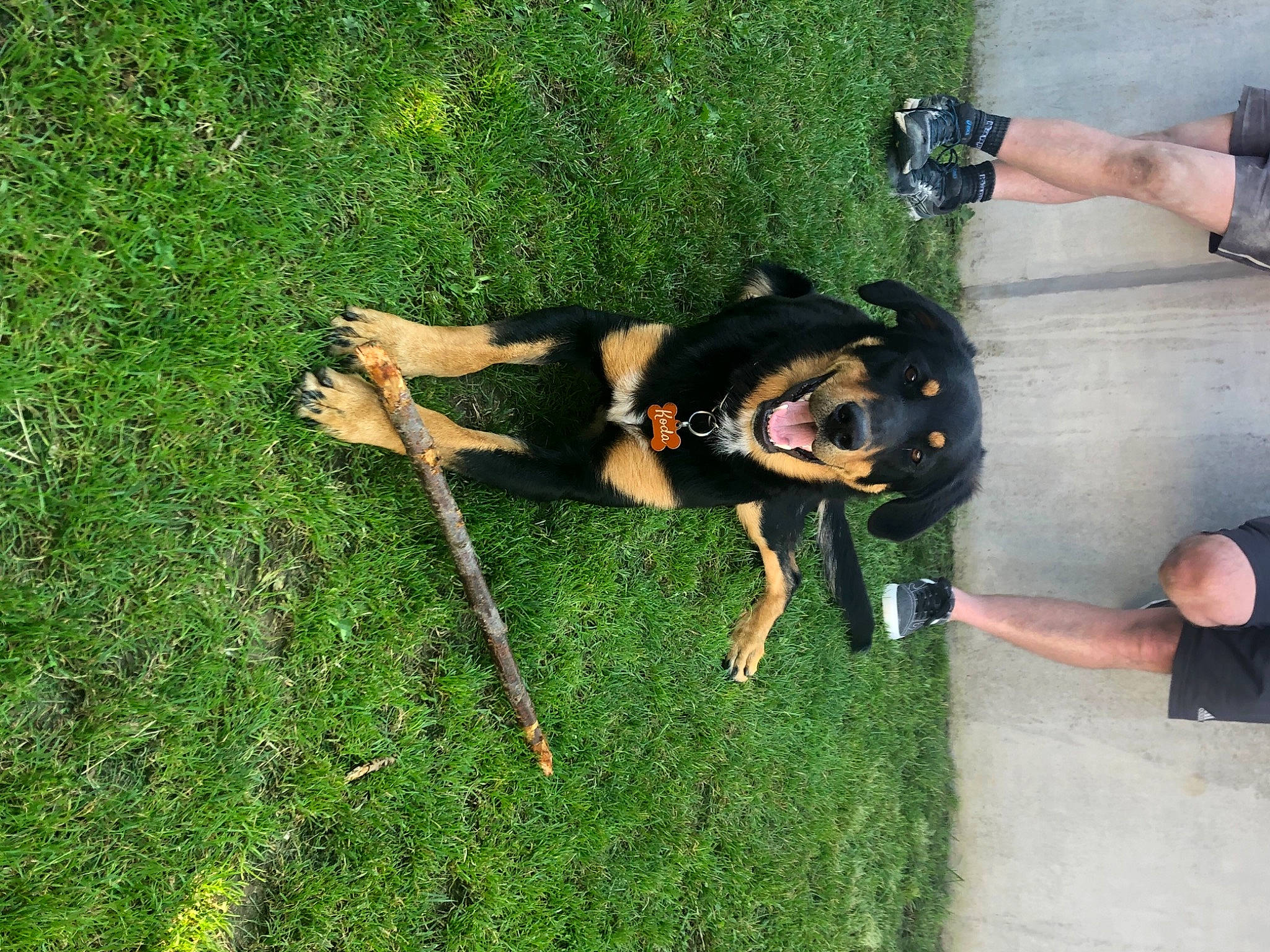 Koda a rejoint le concours — aidez-le/la à gagner de superbes lots ! canidae, carnivore, companion_dog, dog, dog_breed, fawn, fun, grass, grassland, guard_dog, lawn, leisure, plant, recreation, smile, sporting_group, tail, thigh, working_dog, wrist