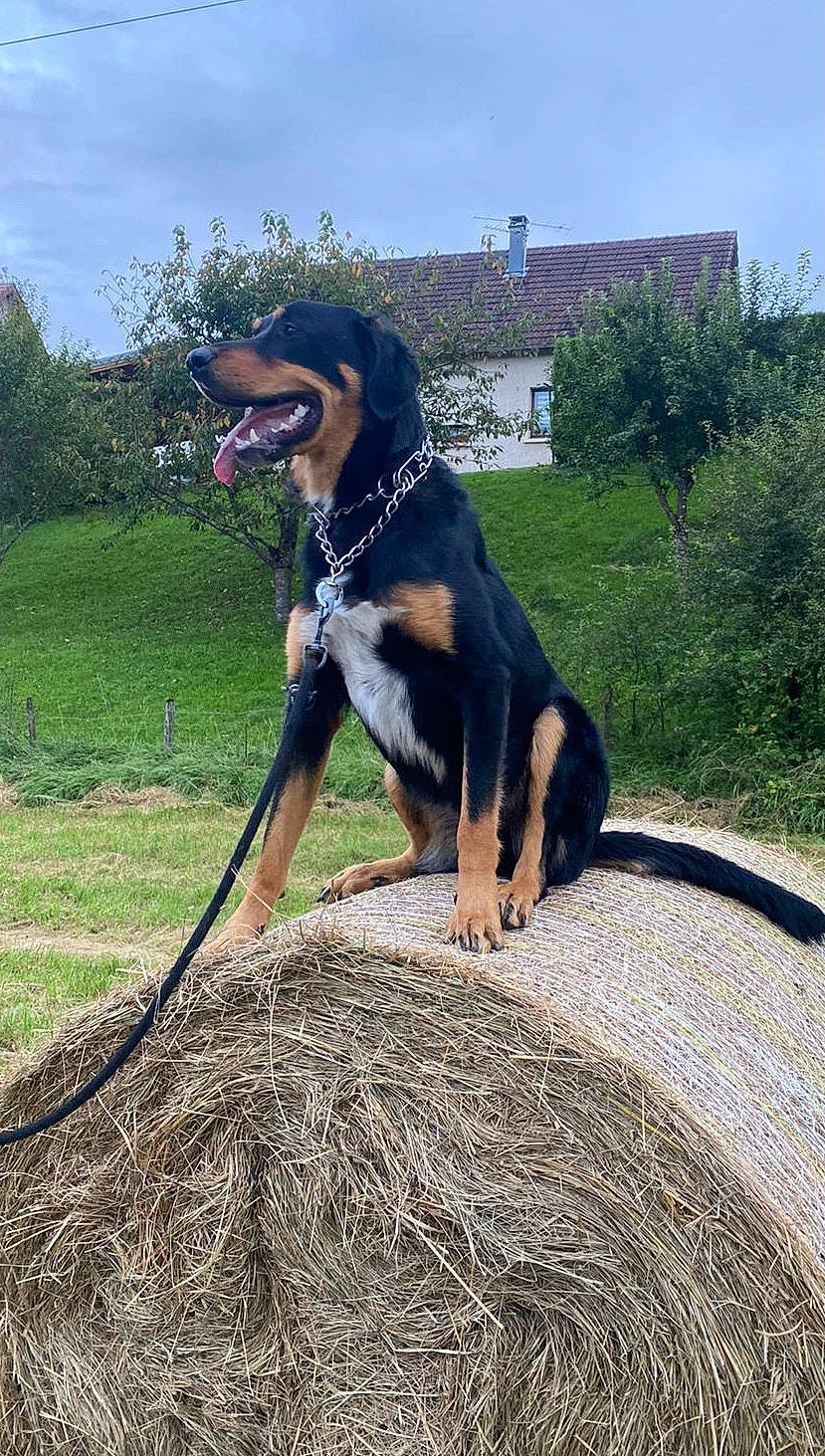 Koda a rejoint le concours — aidez-le/la à gagner de superbes lots ! building, carnivore, collar, companion_dog, dog, dog_breed, dog_collar, dog_supply, fawn, grass, old_german_shepherd_dog, pet_supply, plant, sky, snout, sporting_group, tail, tree, window, working_animal