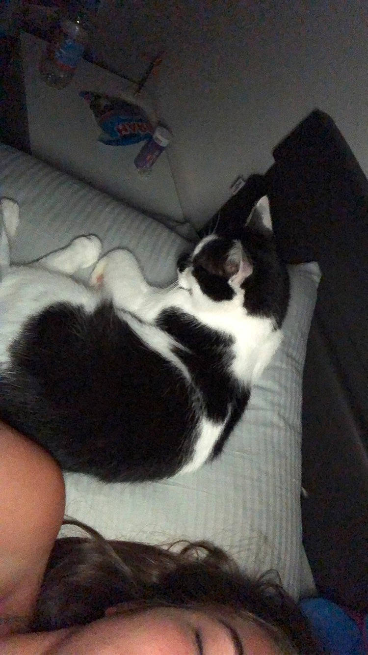 Chausette participe au concours pour gagner de l'argent avec cette photo : carnivore, cat, cloud, comfort, companion_dog, dog_breed, domestic_short_haired_cat, eye, felidae, foot, fur, human_leg, lap, paw, sky, small_to_medium_sized_cats, snout, tail, thigh, whiskers