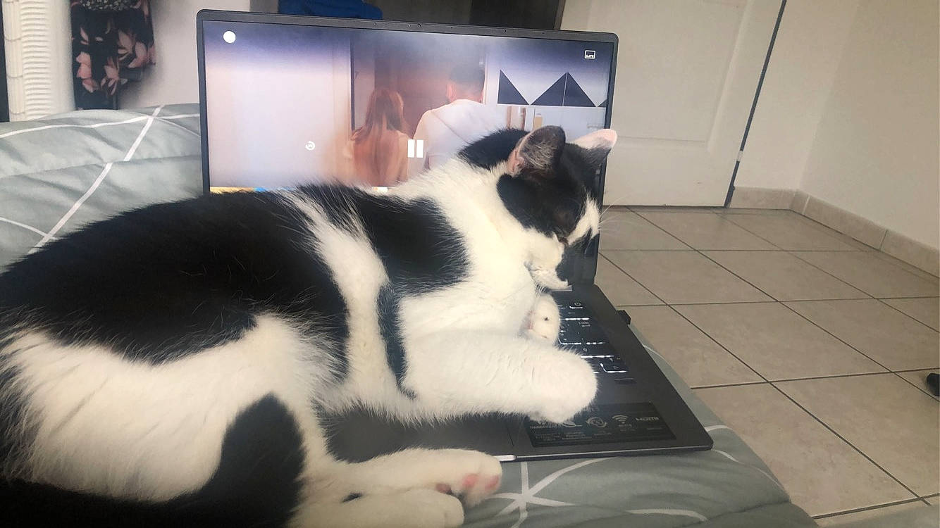 Chausette participe au concours pour gagner de l'argent avec cette photo : carnivore, cat, comfort, display_device, domestic_short_haired_cat, door, felidae, flooring, fur, home_appliance, led_backlit_lcd_display, paw, picture_frame, room, small_to_medium_sized_cats, snout, tail, television, television_set, whiskers