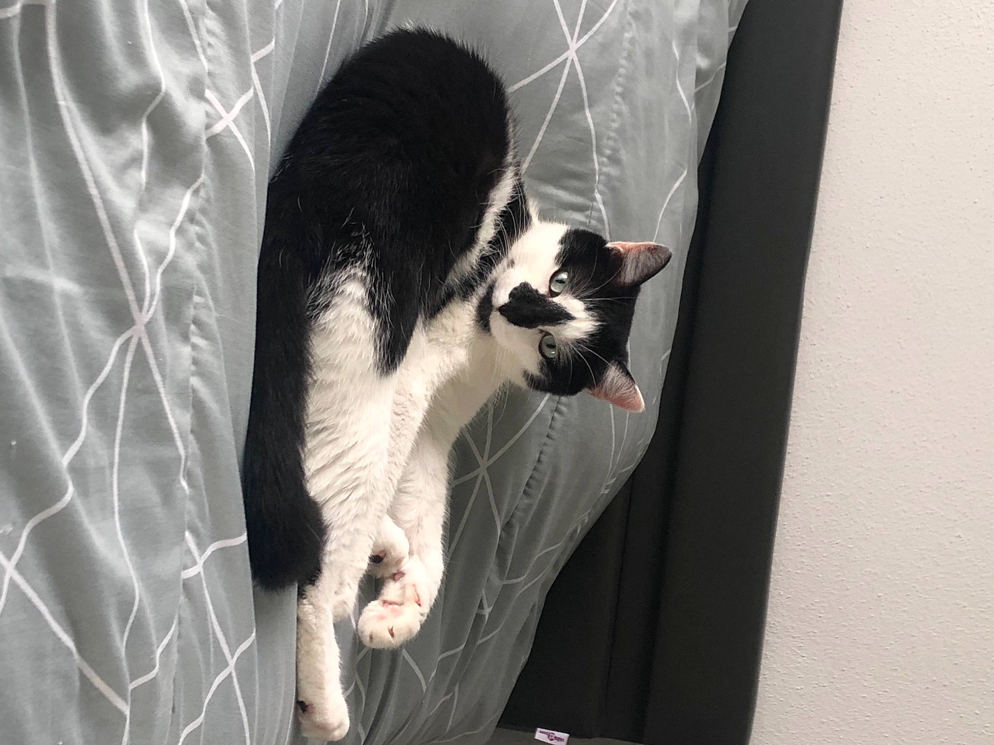 Chausette participe au concours pour gagner de l'argent avec cette photo : canidae, carnivore, cat, domestic_short_haired_cat, felidae, formal_wear, fur, grey, monochrome, monochrome_photography, paw, pet_supply, shadow, small_to_medium_sized_cats, snout, sporting_group, tail, tree, whiskers, window