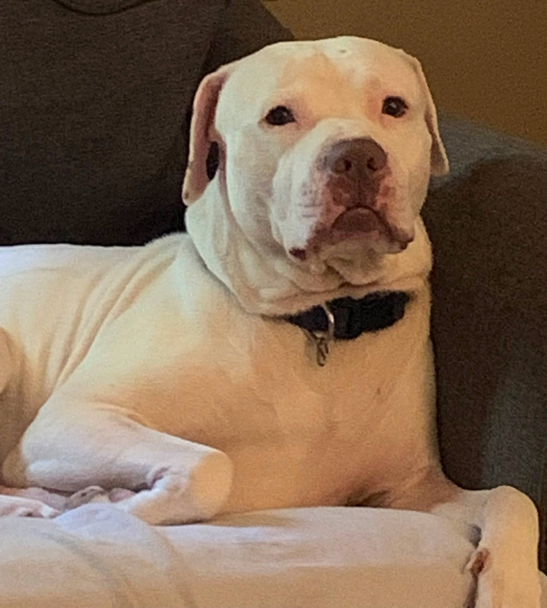 Toby