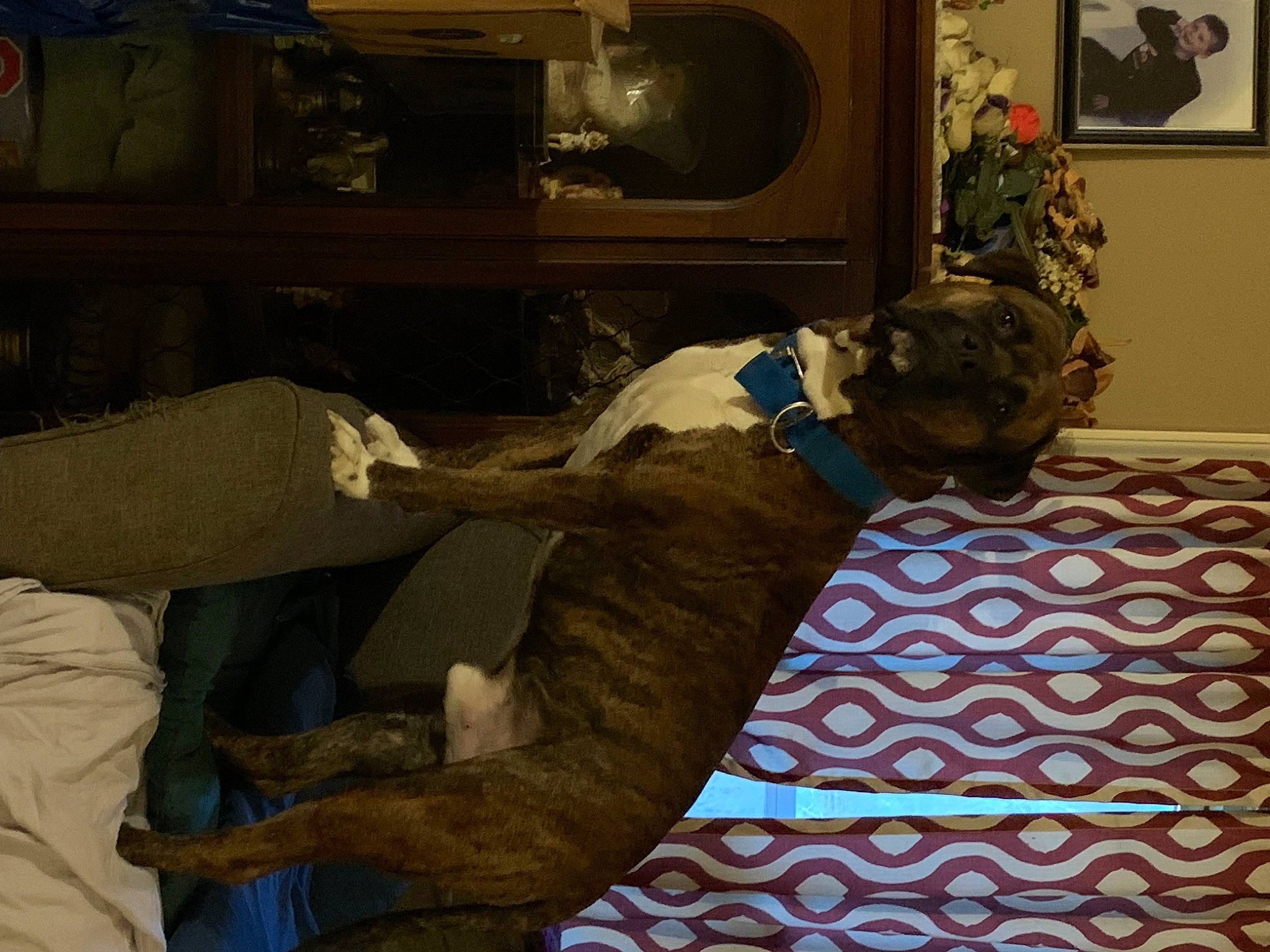 Rascal joined the competition — help win amazing prizes! art, carpet, comfort, companion_dog, couch, dog, dog_breed, flooring, fur, guard_dog, hardwood, linens, living_room, pattern, picture_frame, room, sitting, textile, visual_arts, wood