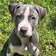 Ellie is registered to the contest to win money with this photo: alert, animal, brown_eyes, close_up, cute, dog, floppy_ears, garden, grass, gray_fur, ground, nose, outdoor, pet, pit_bull, portrait, puppy, sitting, sunlight, white_fur